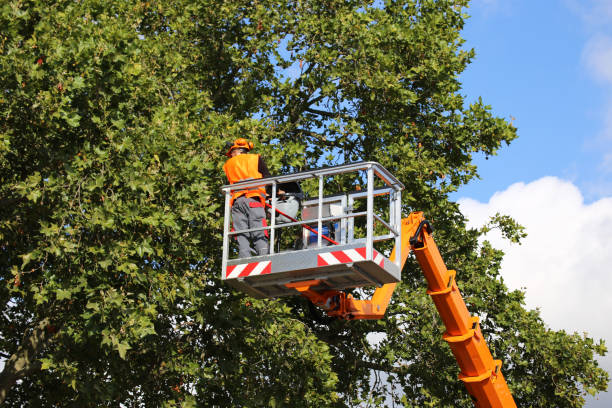 Best Tree Removal Services  in Lake Andes, SD